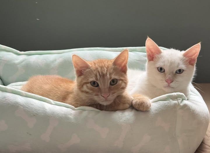 Harley & Blue, ADOPTABLE, Young Male Domestic Short Hair.