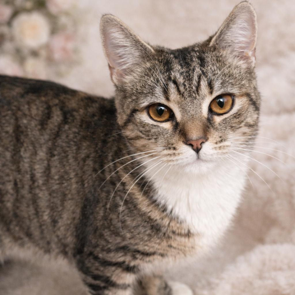Coco, Adoptable, Young Female Domestic Short Hair.