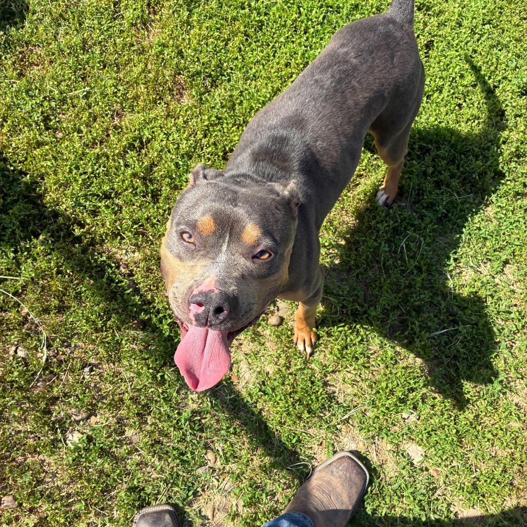Foffee, Adoptable, Adult Female Pit Bull Terrier.
