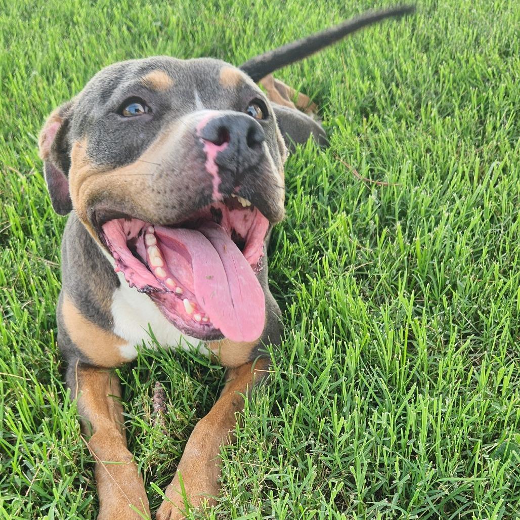 Enlarge Foffee, a Adoptable Pit Bull Terrier in Danville, KY image 2/2