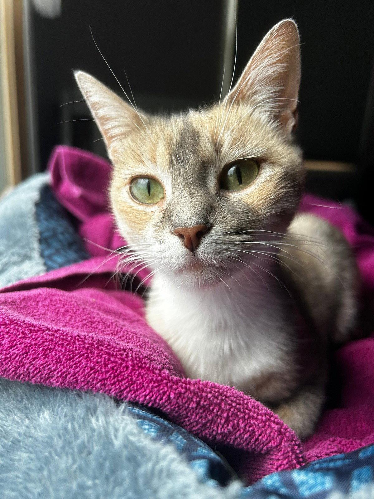 EVELYN, Adoptable, Young Female Domestic Short Hair.