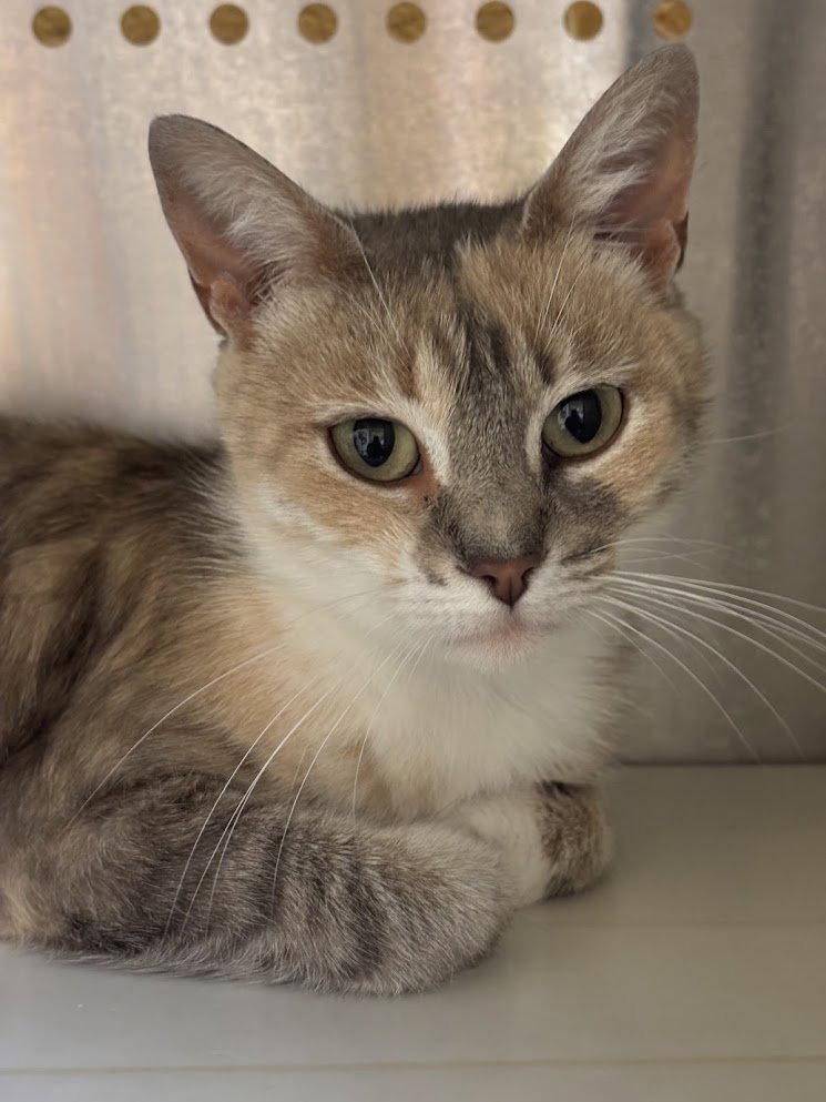 Enlarge EVELYN, a Adoptable Domestic Short Hair in Oakhurst, NJ image 2/3