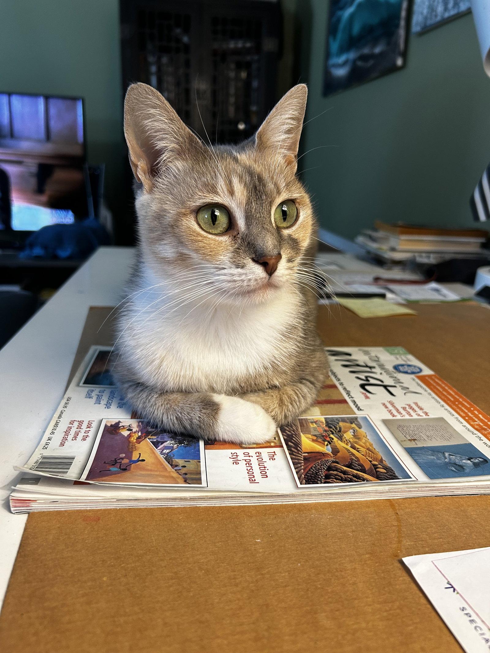 Enlarge EVELYN, a Adoptable Domestic Short Hair in Oakhurst, NJ image 3/3