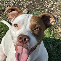 Enlarge Lilo, a Adoptable Pit Bull Terrier in Corning, AR image 1/3