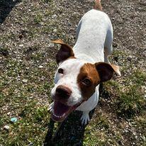 Enlarge Lilo, a Adoptable Pit Bull Terrier in Corning, AR image 3/3