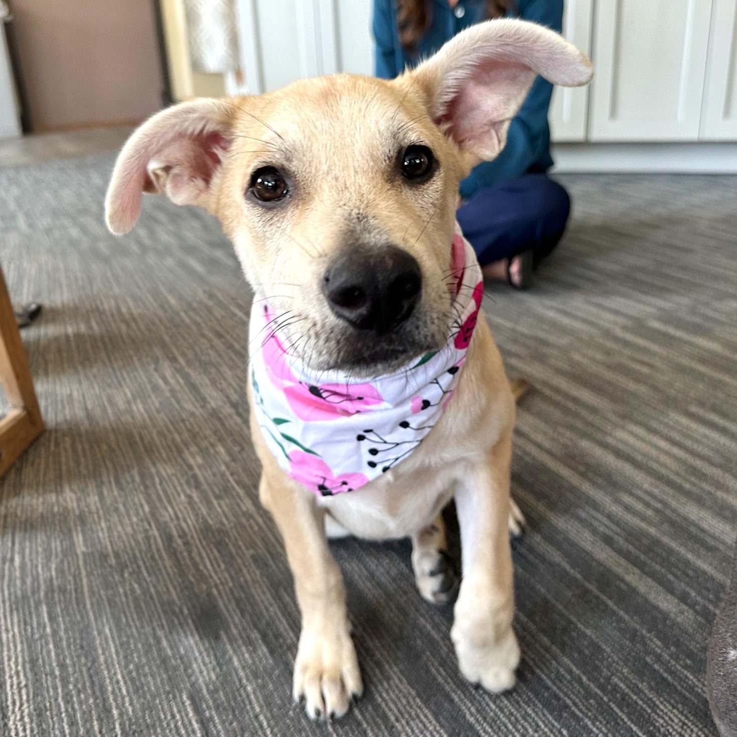 Enlarge Hallie, a Adoptable mixed breed in Auburn, MA image 3/6