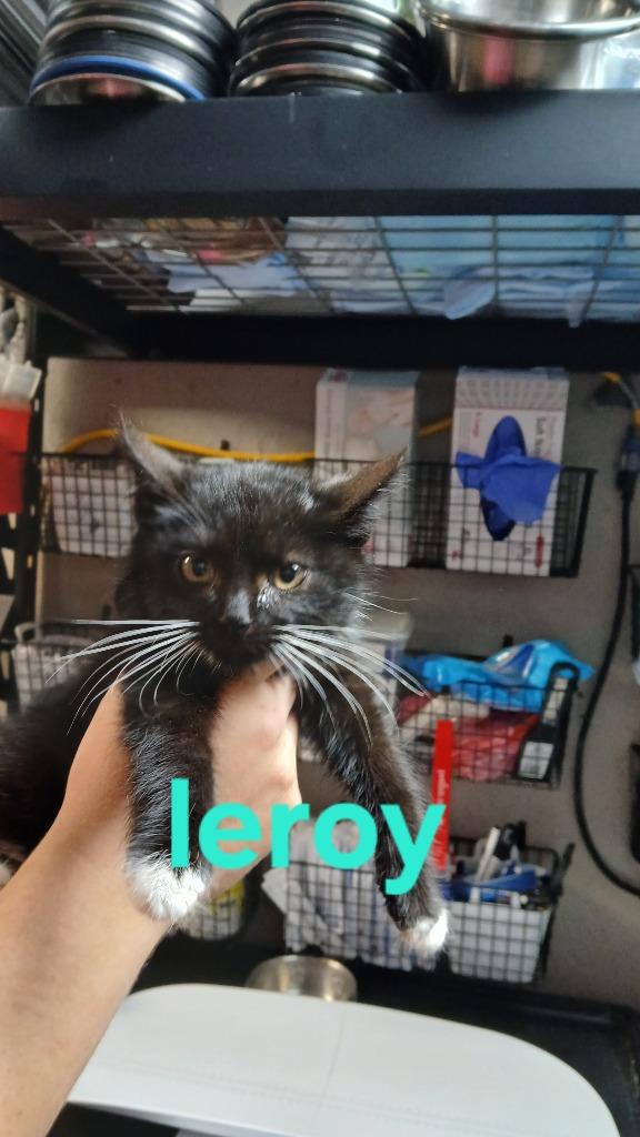 Leroy, a Adoptable mixed breed in Shelbyville, TN image 1/2