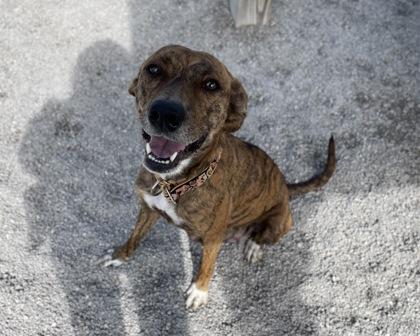 Shelby, Adoptable, Adult Female Mixed Breed & Mixed Breed.