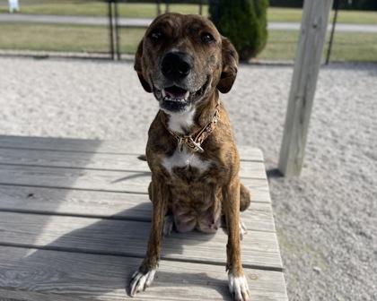 Enlarge Shelby, a Adoptable Mixed Breed in Maumee, OH image 3/3