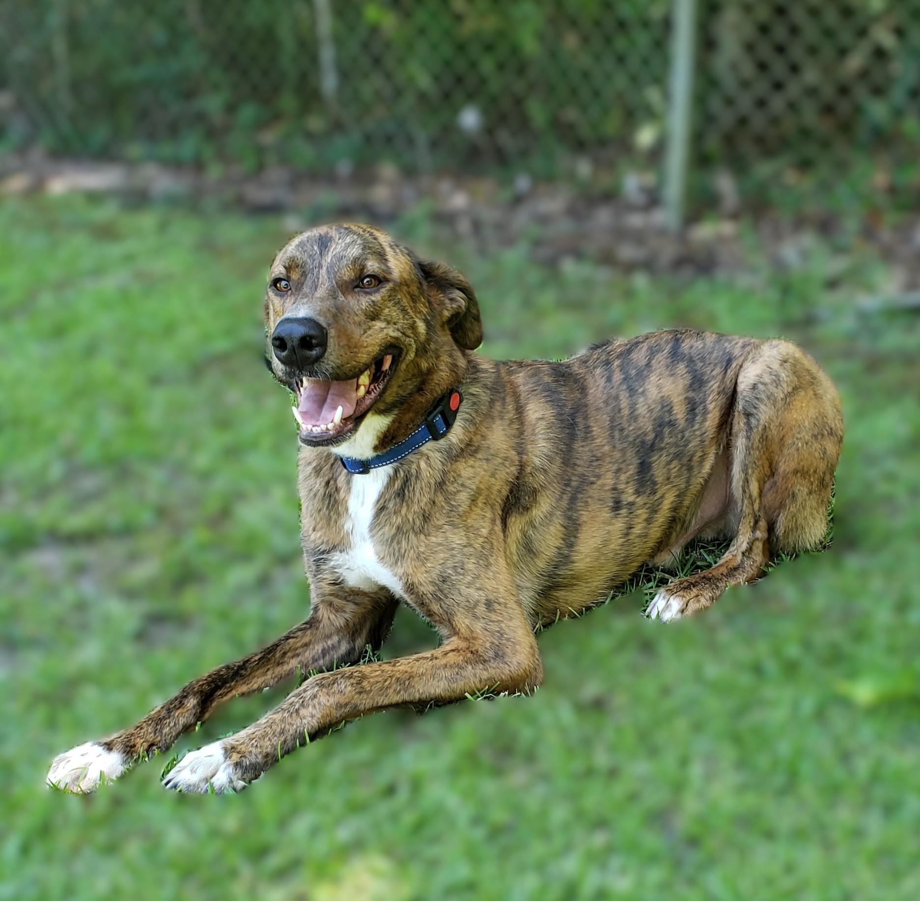 Tyson