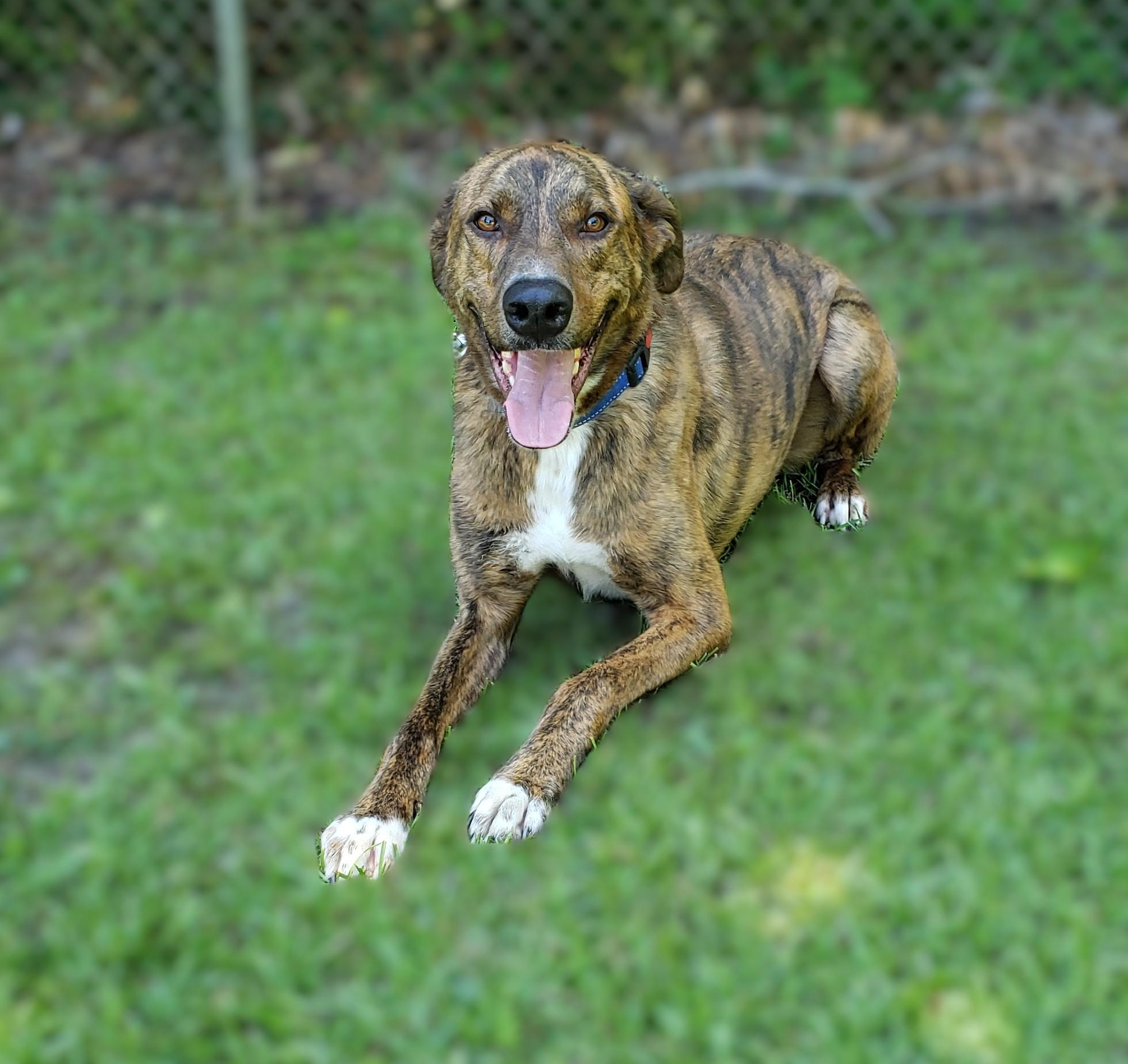 Tyson