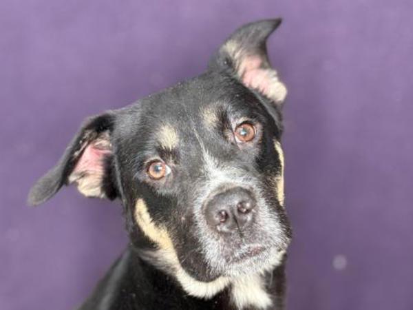 Darwin, Adoptable, Young Male German Shepherd Dog & Husky.