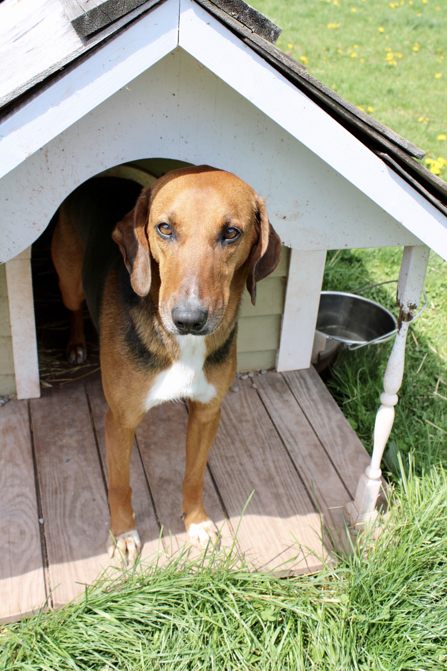 Sharon, a Adoptable Hound in Delhi, NY image 1/12