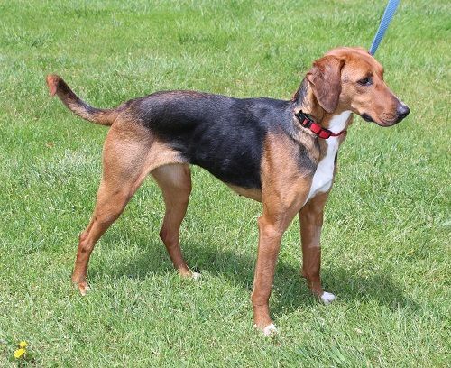 Enlarge Sharon, a Adoptable Hound in Delhi, NY image 9/12