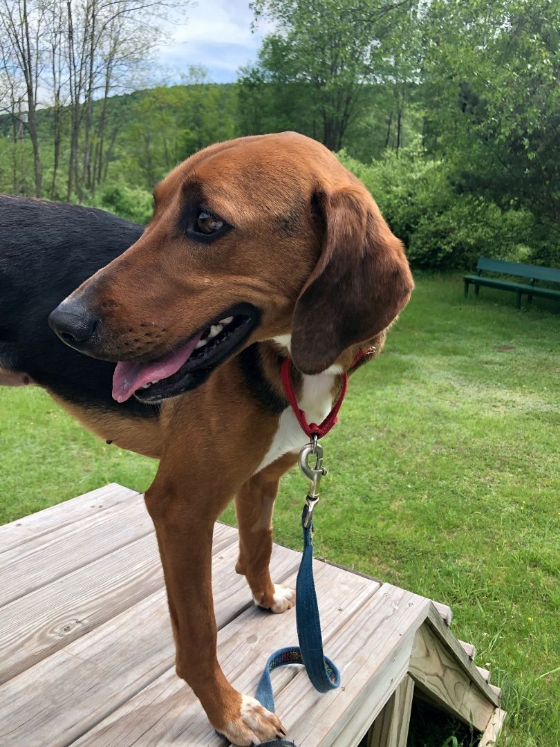 Enlarge Sharon, a Adoptable Hound in Delhi, NY image 10/12