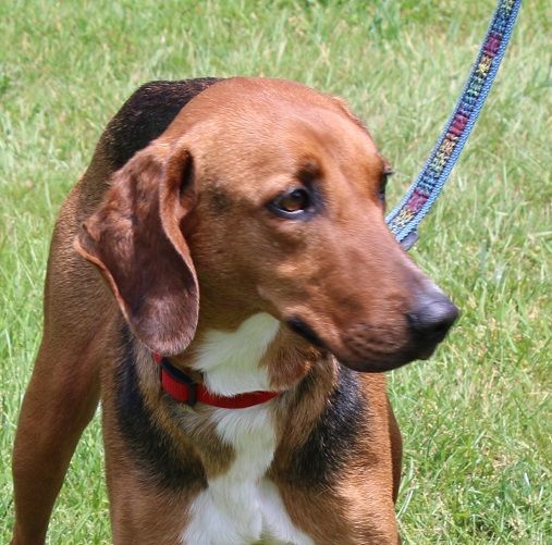 Enlarge Sharon, a Adoptable Hound in Delhi, NY image 11/12