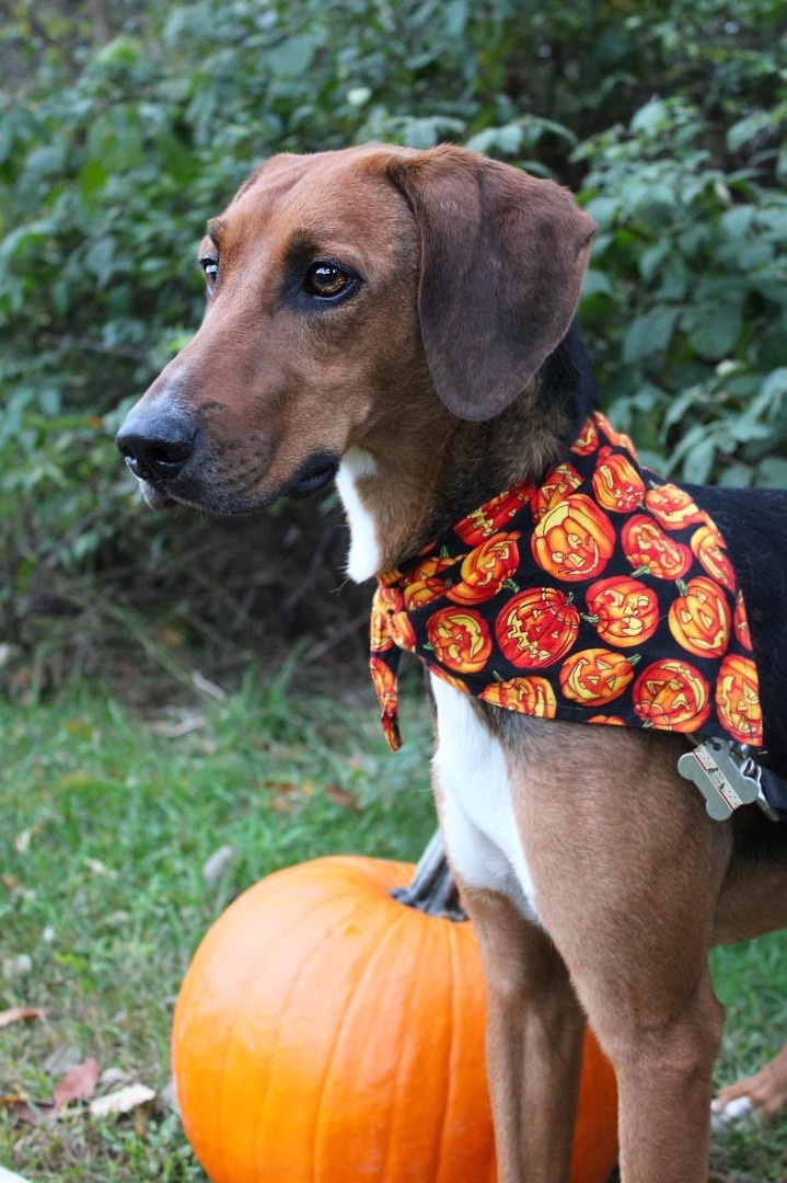 Enlarge Sharon, a Adoptable Hound in Delhi, NY image 8/12