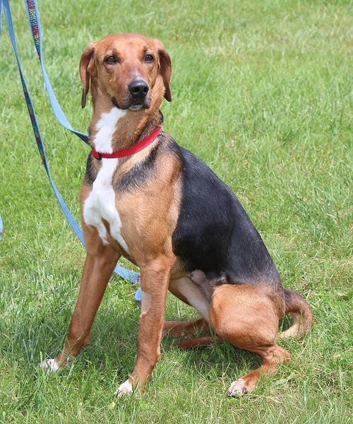 Enlarge Sharon, a Adoptable Hound in Delhi, NY image 12/12