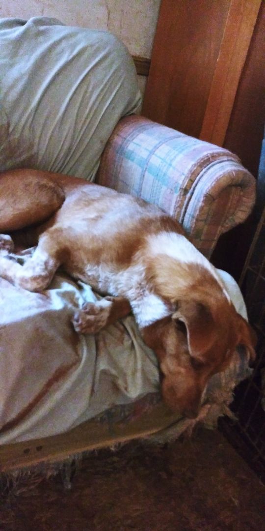 Trixi, Young Female Boxer