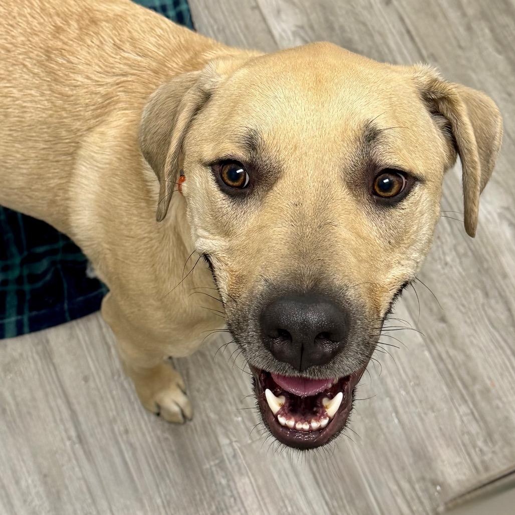 Patrick, Adoptable, Adult Male Labrador Retriever & Mixed Breed.