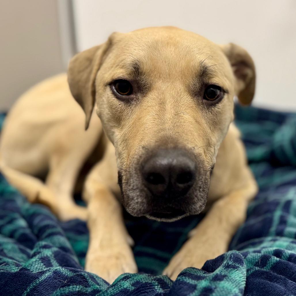 Patrick, a Adoptable mixed breed in Green Bay, WI image 2/6