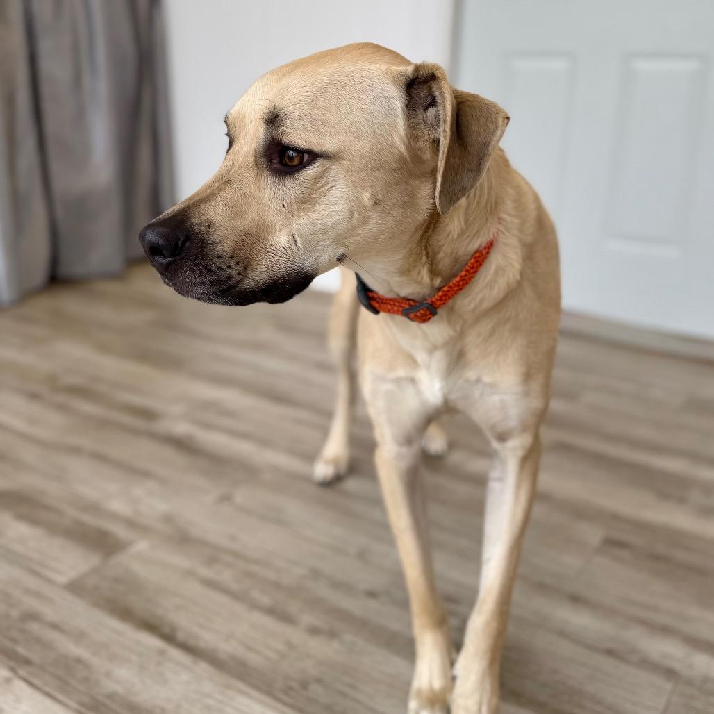 Patrick, a Adoptable mixed breed in Green Bay, WI image 3/6