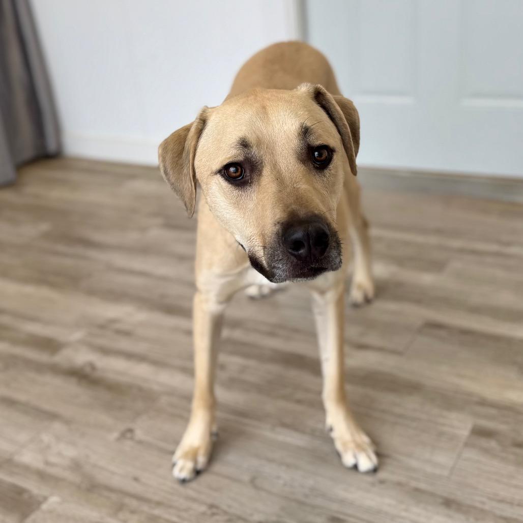 Patrick, a Adoptable mixed breed in Green Bay, WI image 4/6