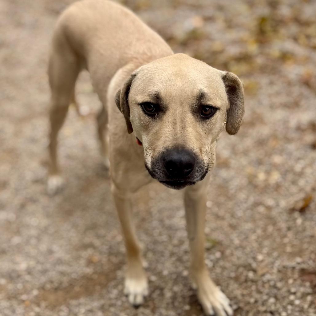 Patrick, a Adoptable mixed breed in Green Bay, WI image 5/6