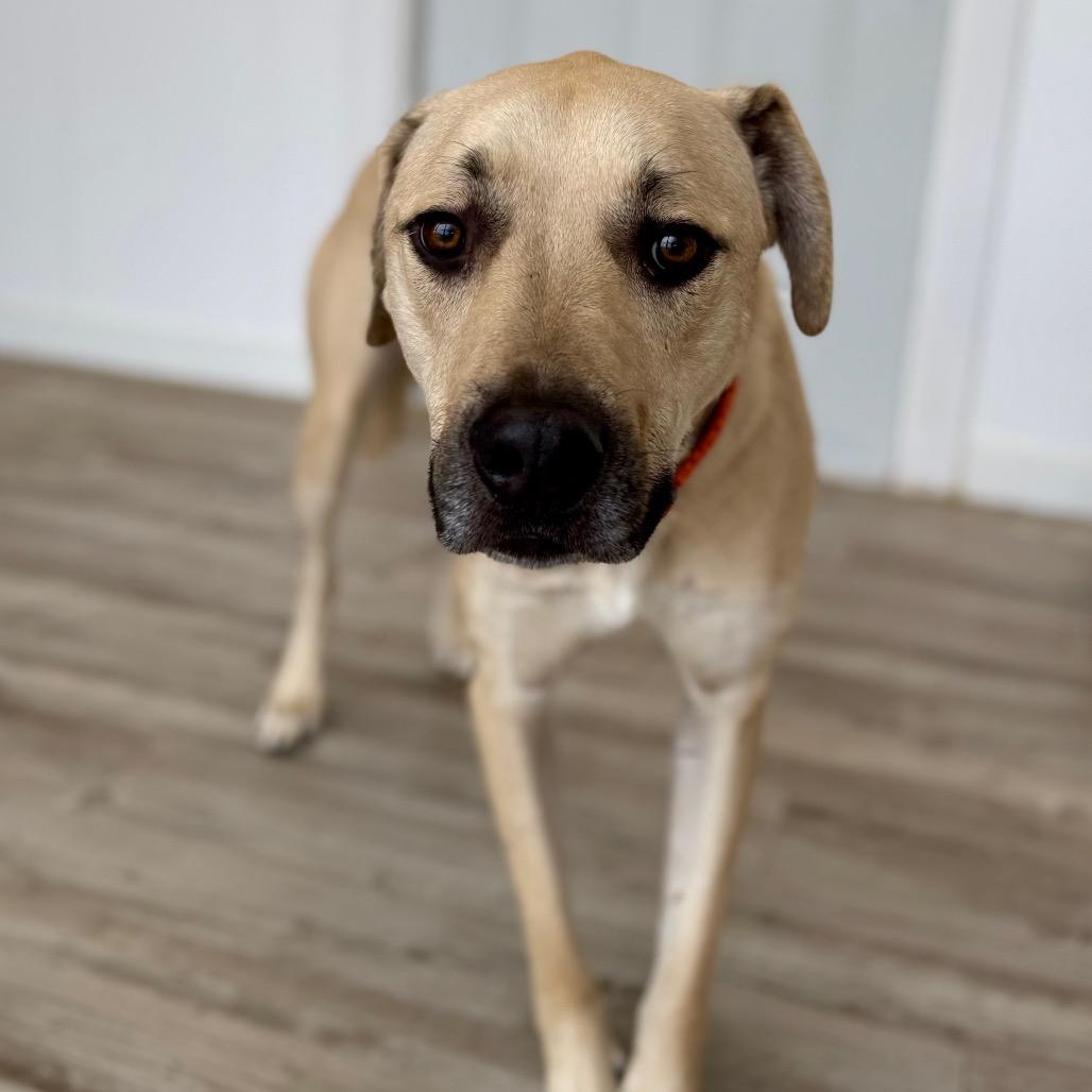 Patrick, a Adoptable mixed breed in Green Bay, WI image 6/6