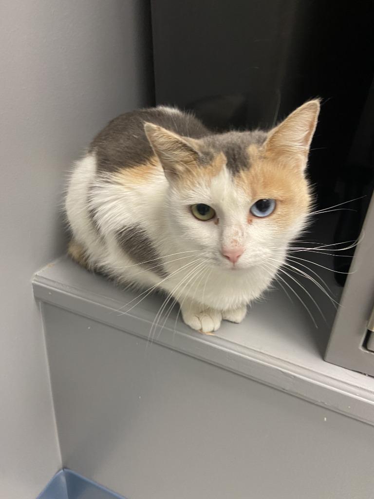 Cali, ADOPTABLE, Adult Female Domestic Short Hair.