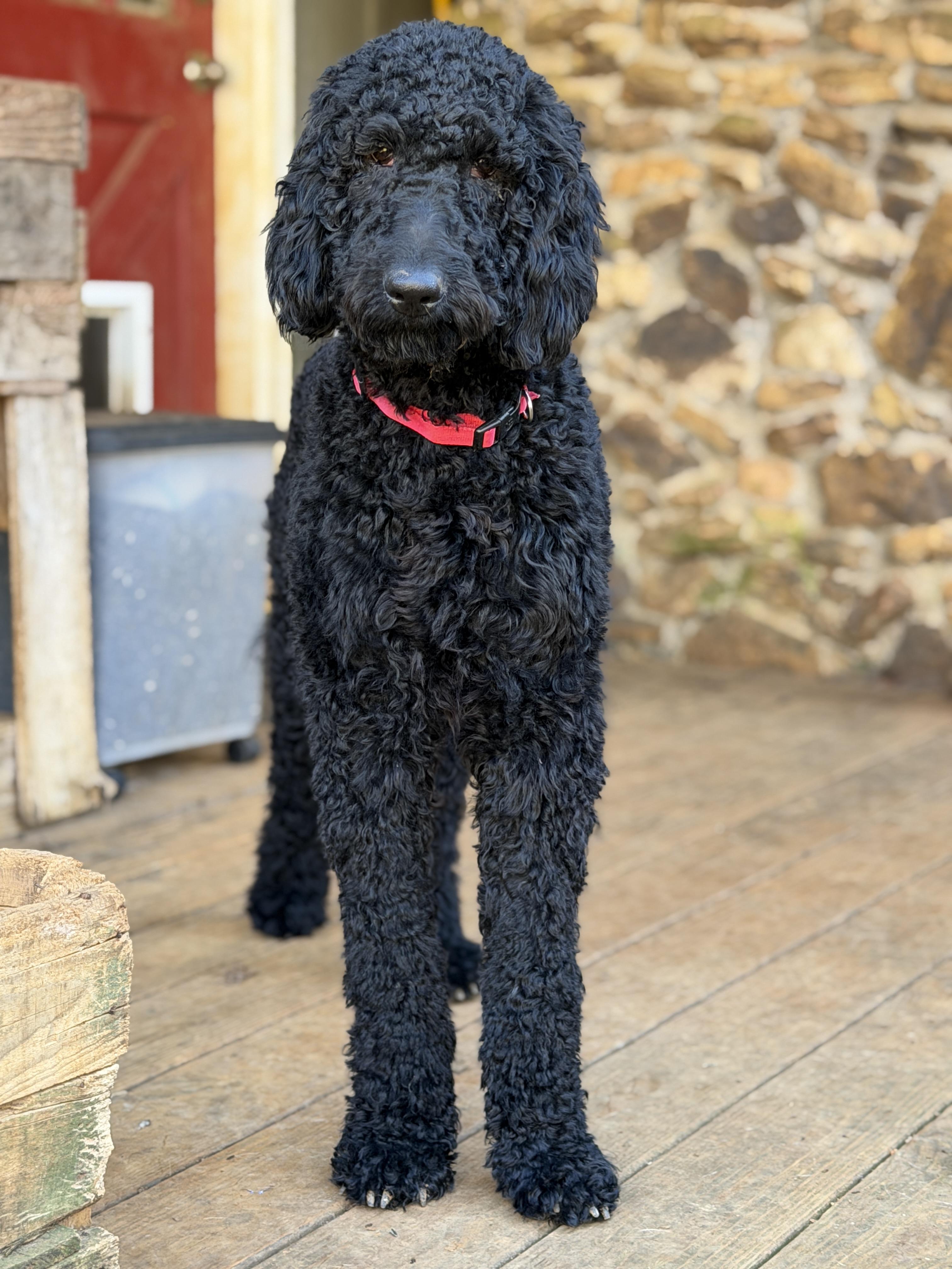 Prentiss, adopted, Young Female Standard Poodle.