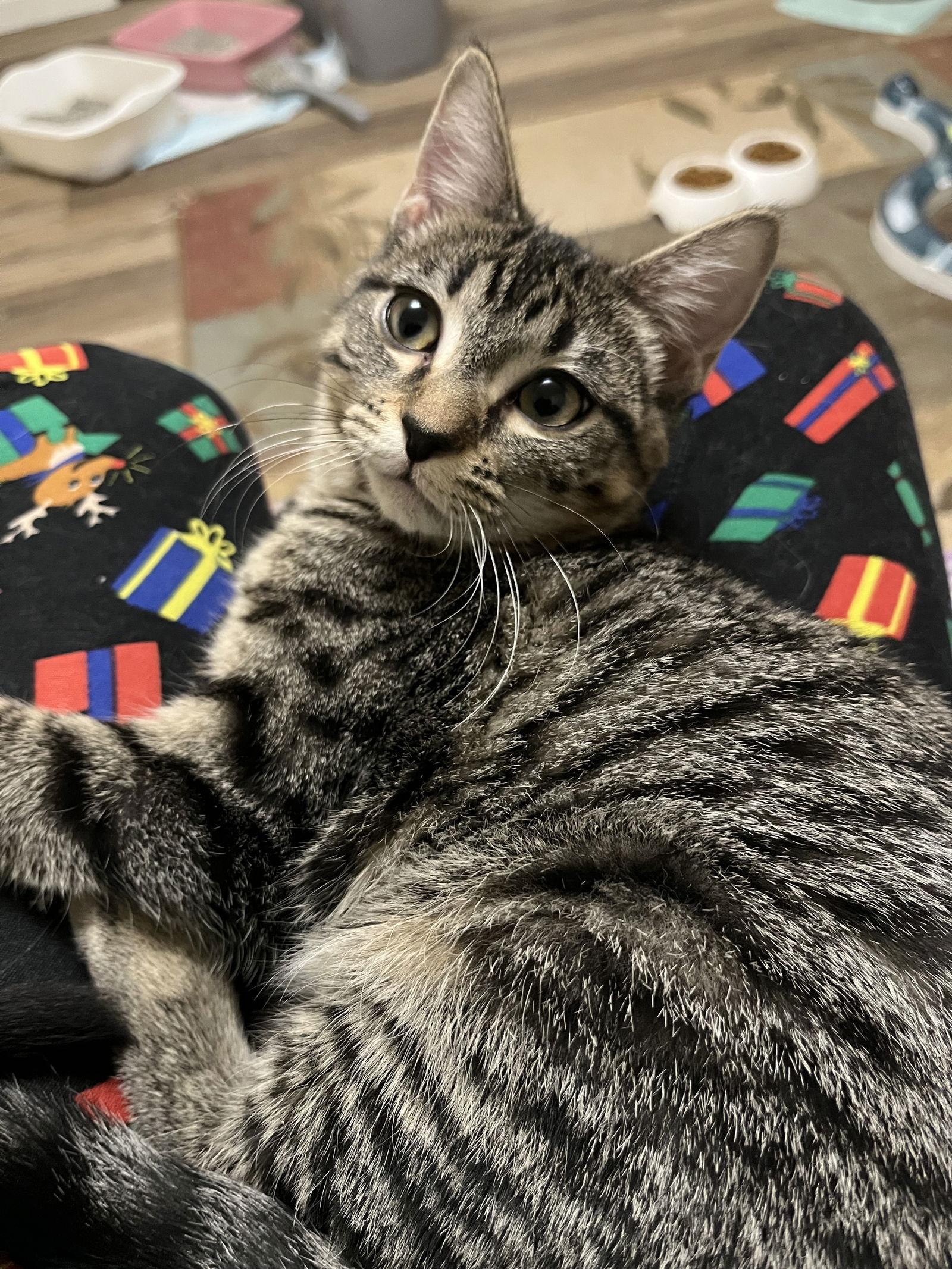Jenny, Adoptable, Young Female Domestic Short Hair.