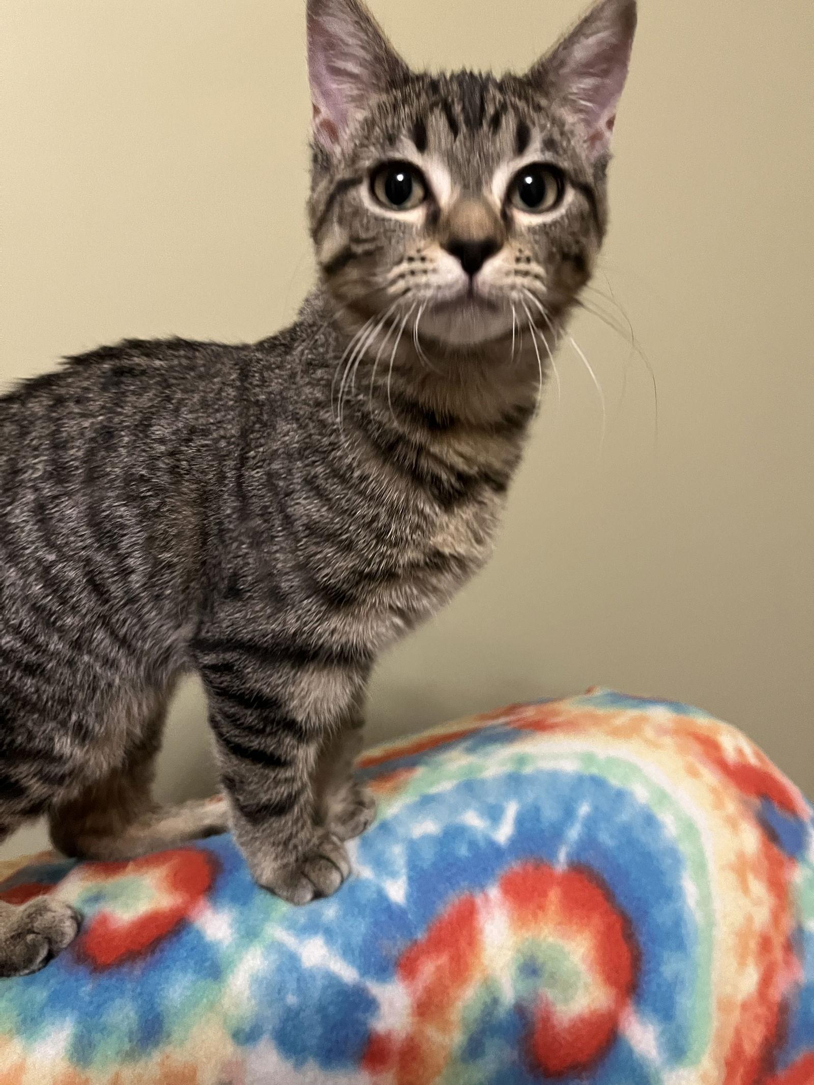 Enlarge Jenny, a Adoptable Domestic Short Hair in Eureka, MO image 2/3