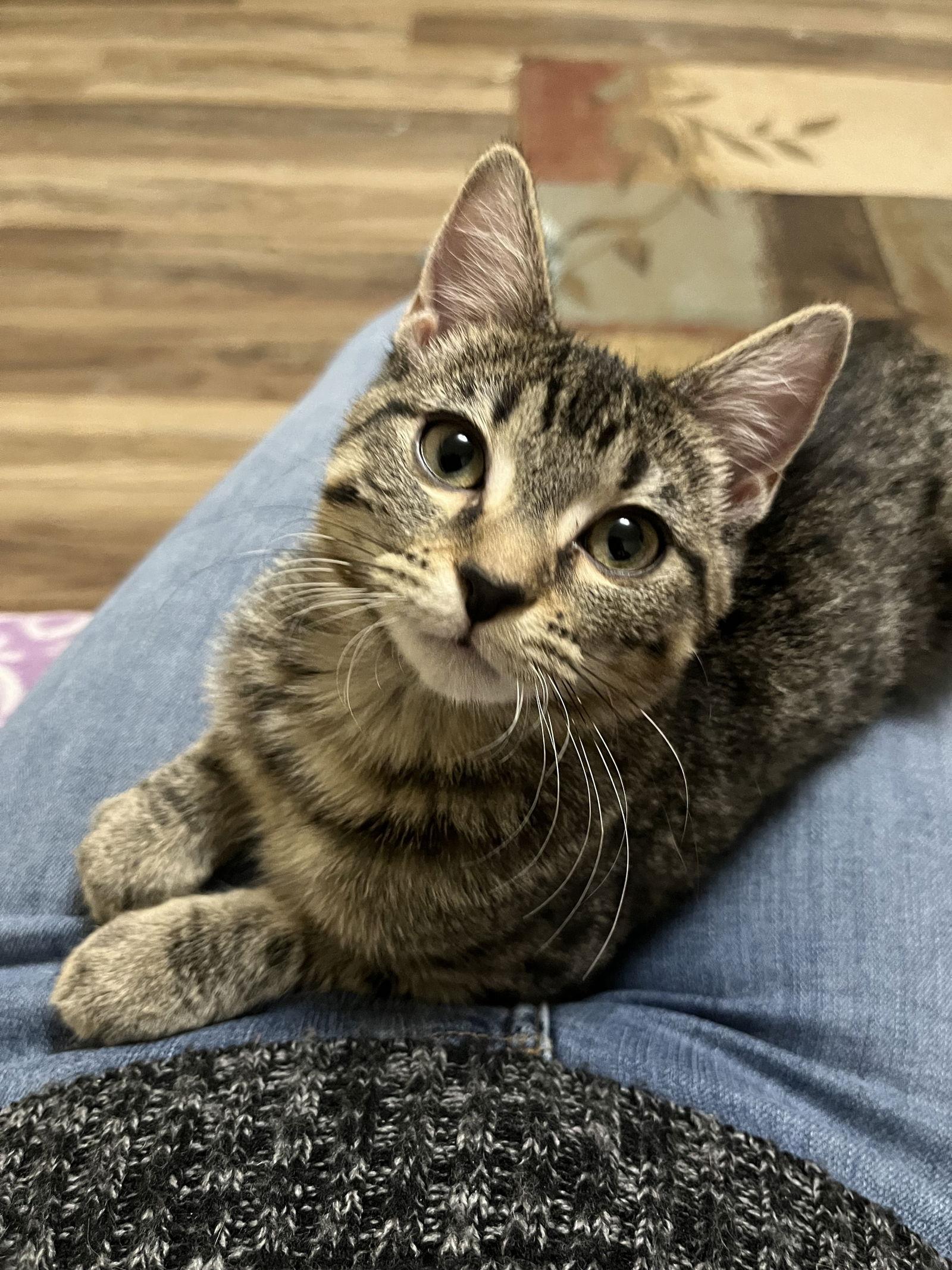 Enlarge Jenny, a Adoptable Domestic Short Hair in Eureka, MO image 3/3