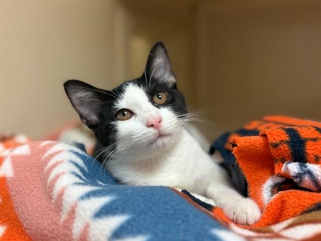 KITTNEY SPEARS, Adoptable, Kitten Female Domestic Short Hair.
