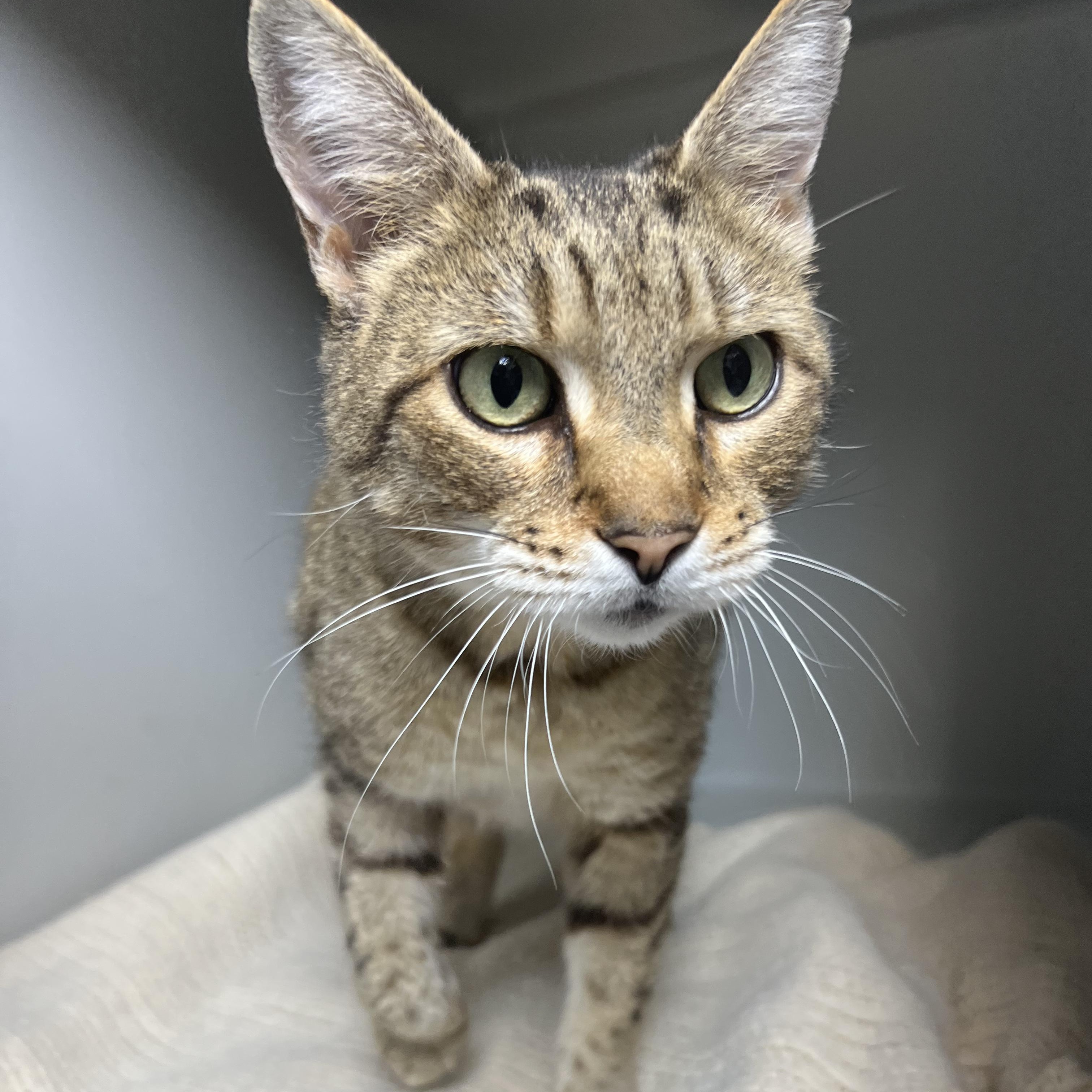 Hazel, ADOPTABLE, Adult Female Domestic Short Hair.