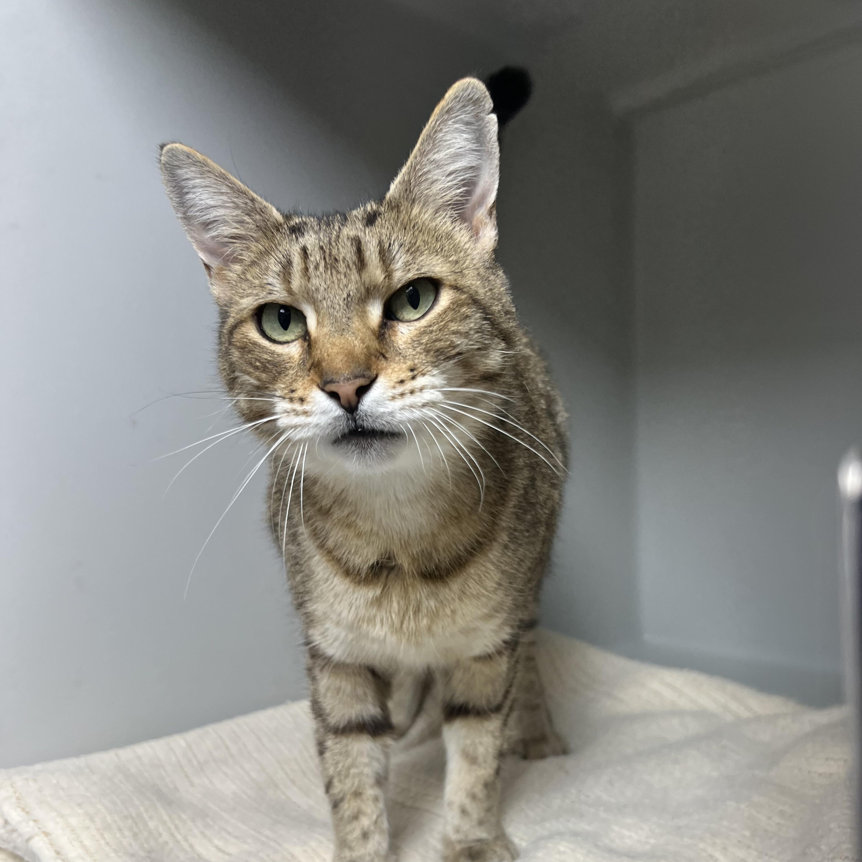 Enlarge Hazel, a ADOPTABLE Domestic Short Hair in Bethesda, MD image 2/4