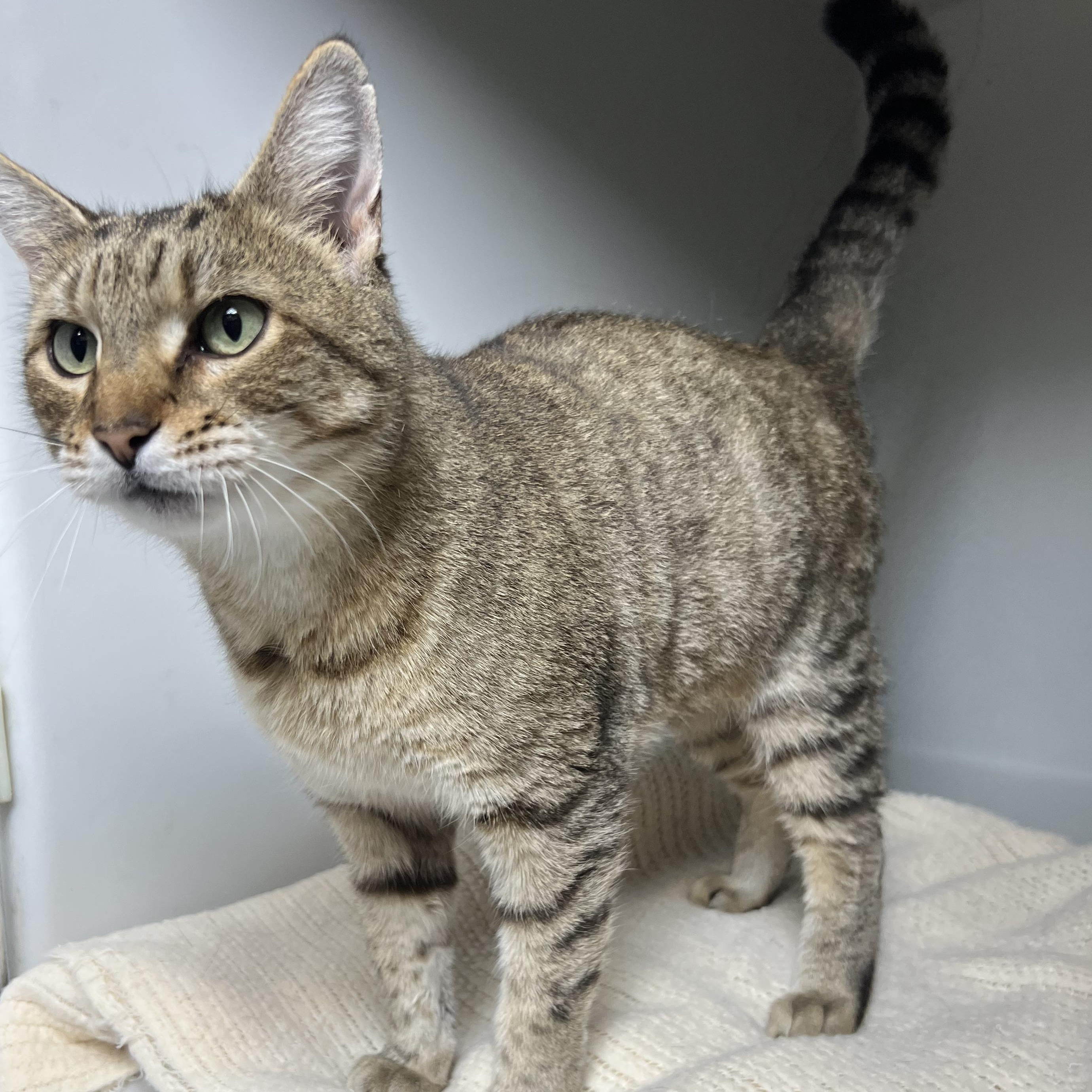 Enlarge Hazel, a ADOPTABLE Domestic Short Hair in Bethesda, MD image 4/4