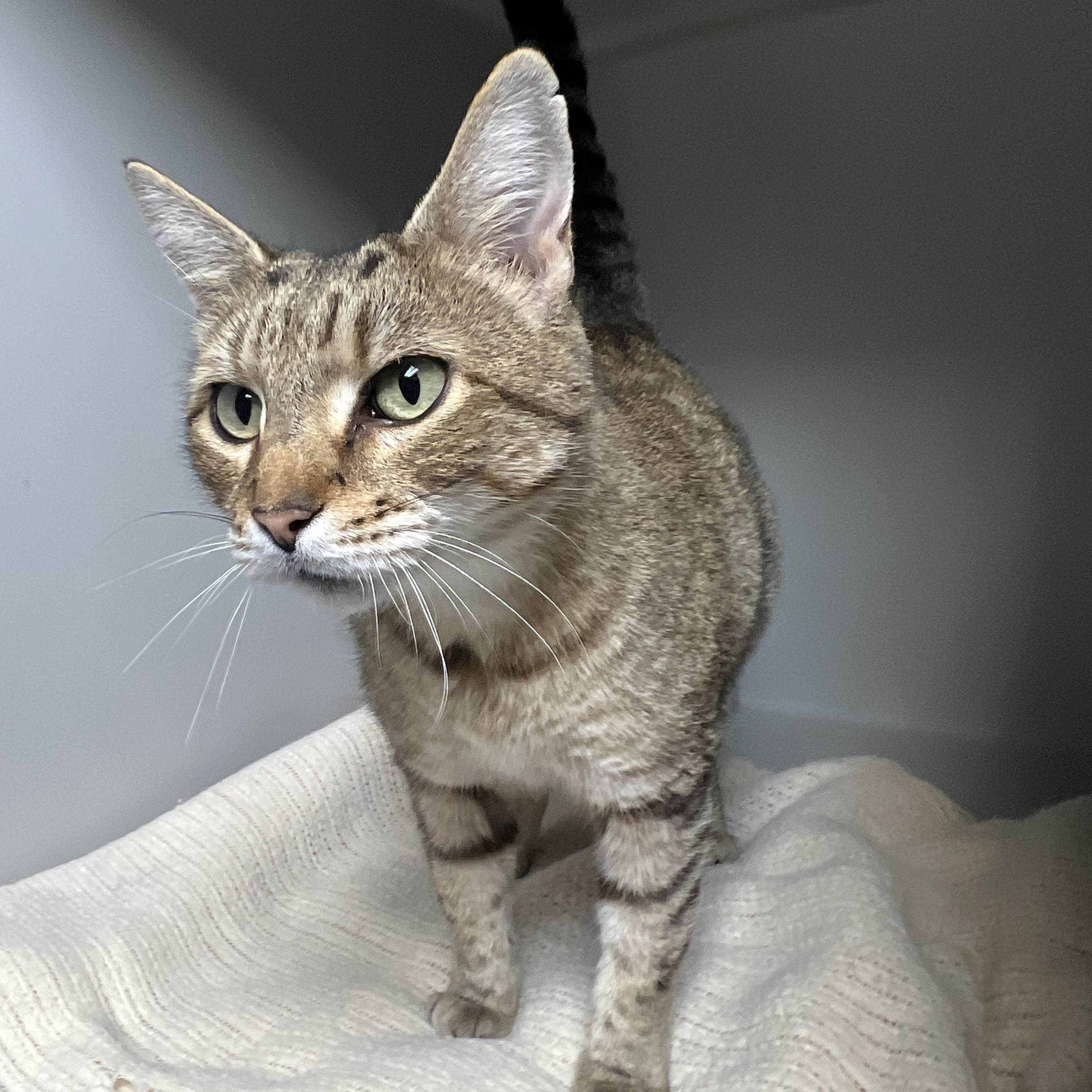 Enlarge Hazel, a ADOPTABLE Domestic Short Hair in Bethesda, MD image 3/4