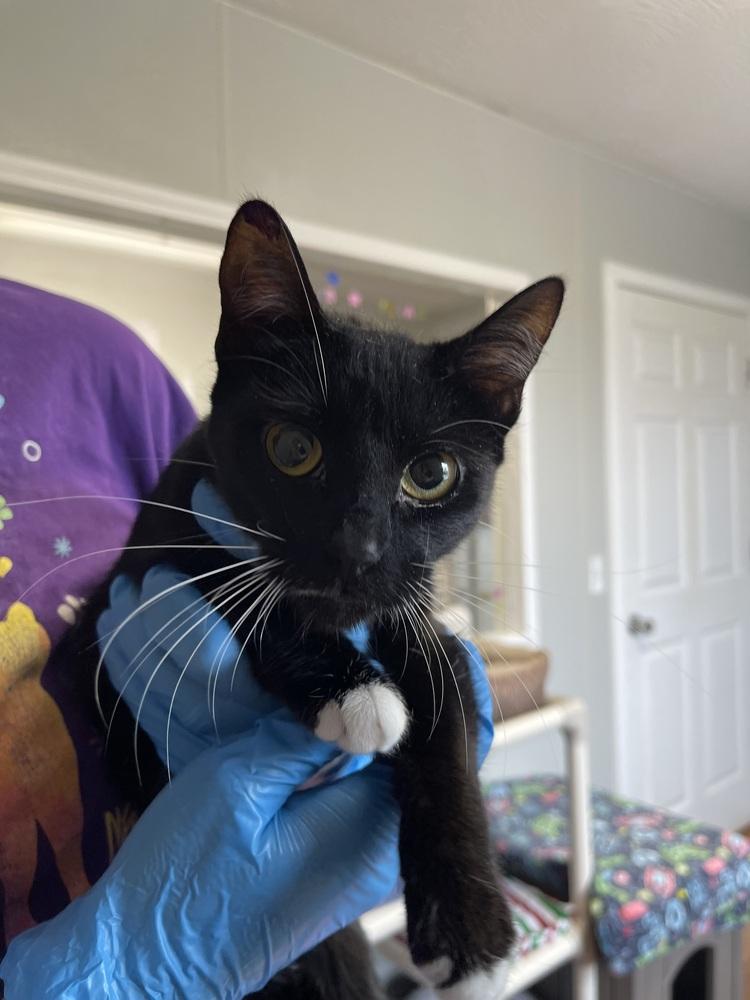 Princess Pea — thumbnail 2