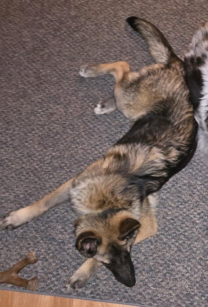 Enlarge Zoomer, a Adopted mixed breed in Fredonia, WI image 1/1