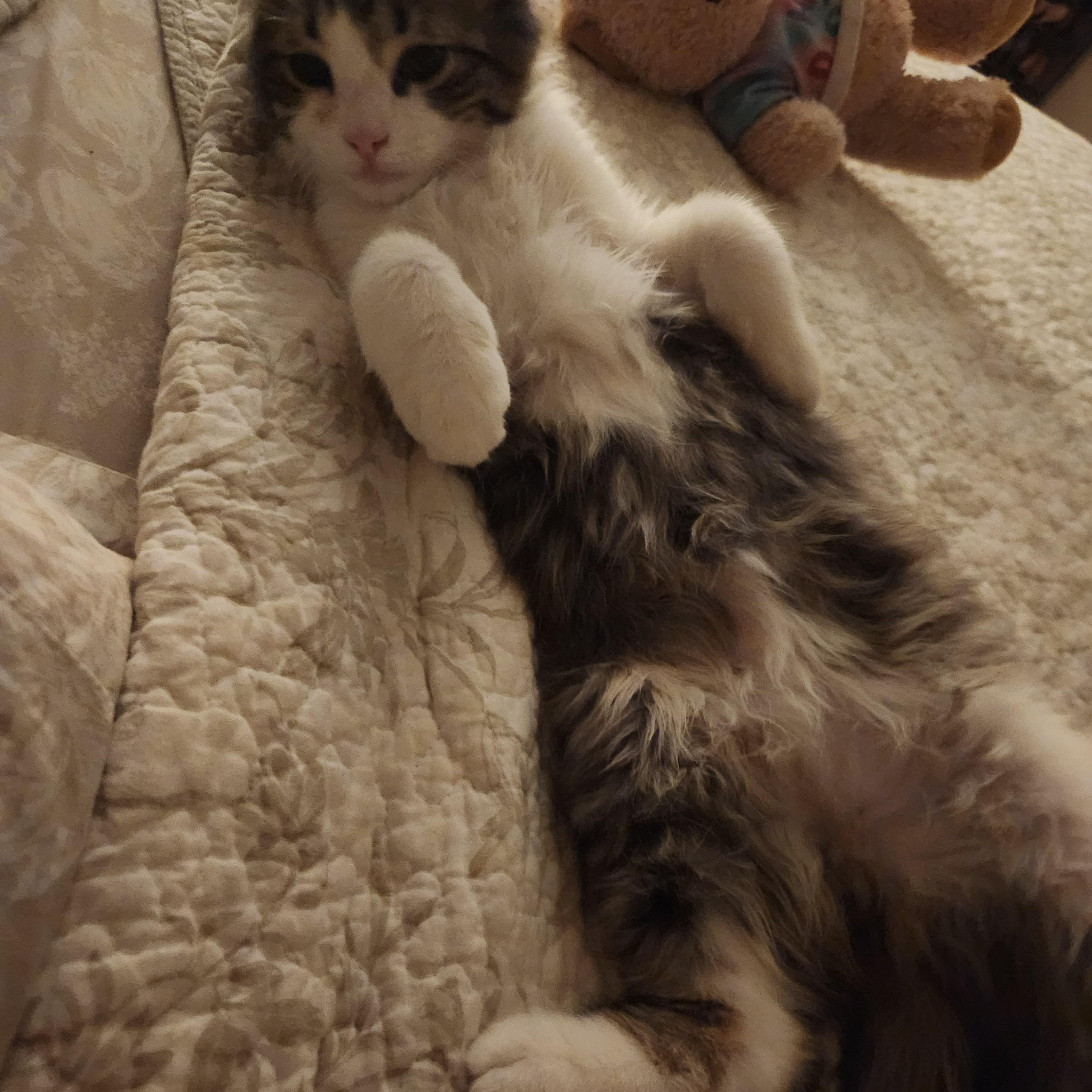 Enlarge Bernard, a ADOPTABLE Domestic Long Hair in Reynoldsburg, OH image 4/5