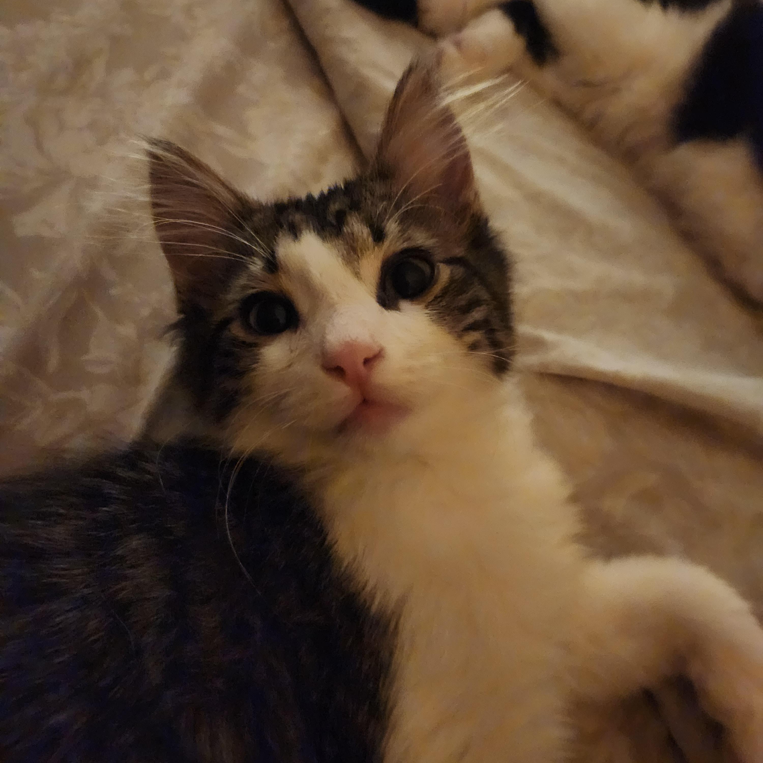 Enlarge Bernard, a ADOPTABLE Domestic Long Hair in Reynoldsburg, OH image 1/5