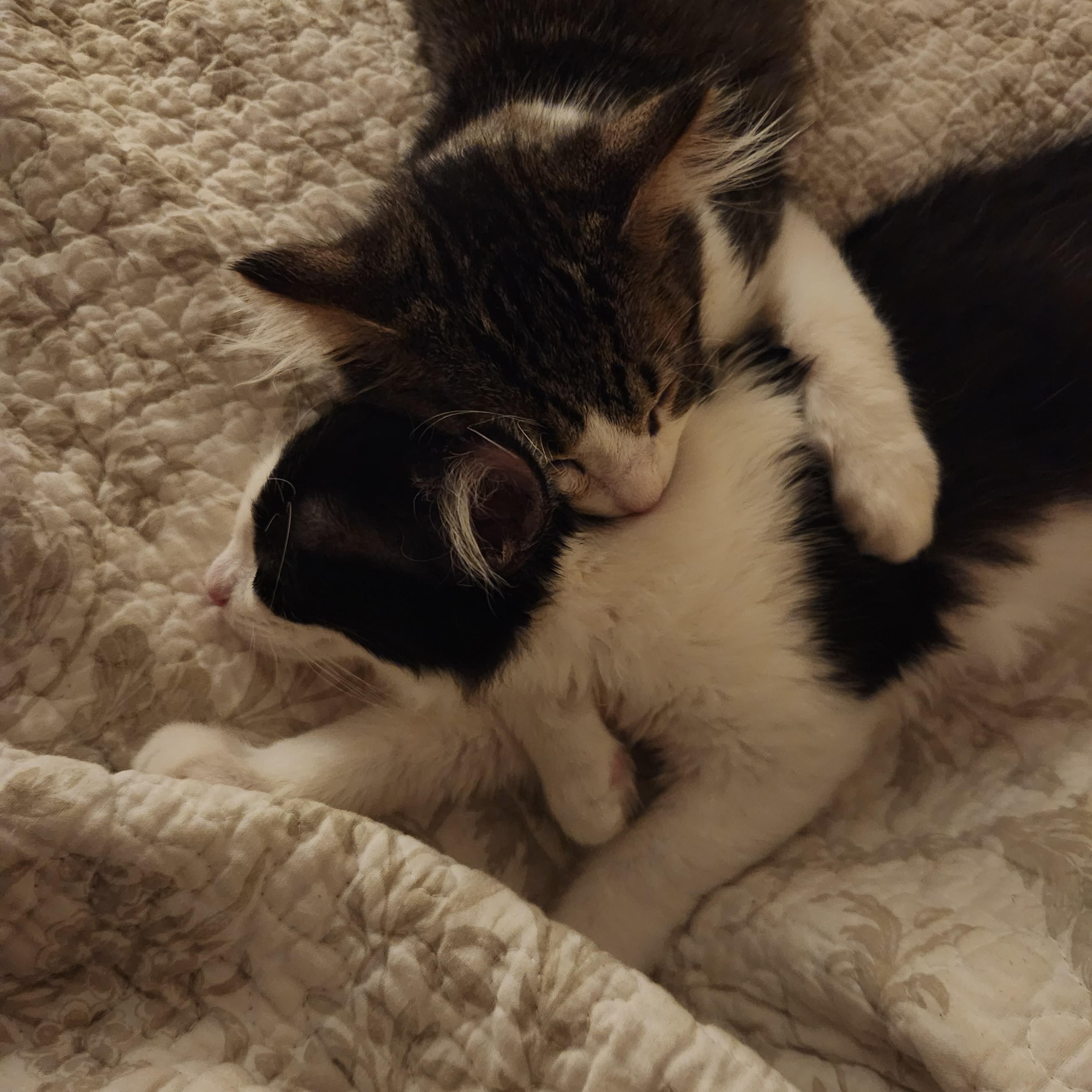 Enlarge Bernard, a ADOPTABLE Domestic Long Hair in Reynoldsburg, OH image 5/5