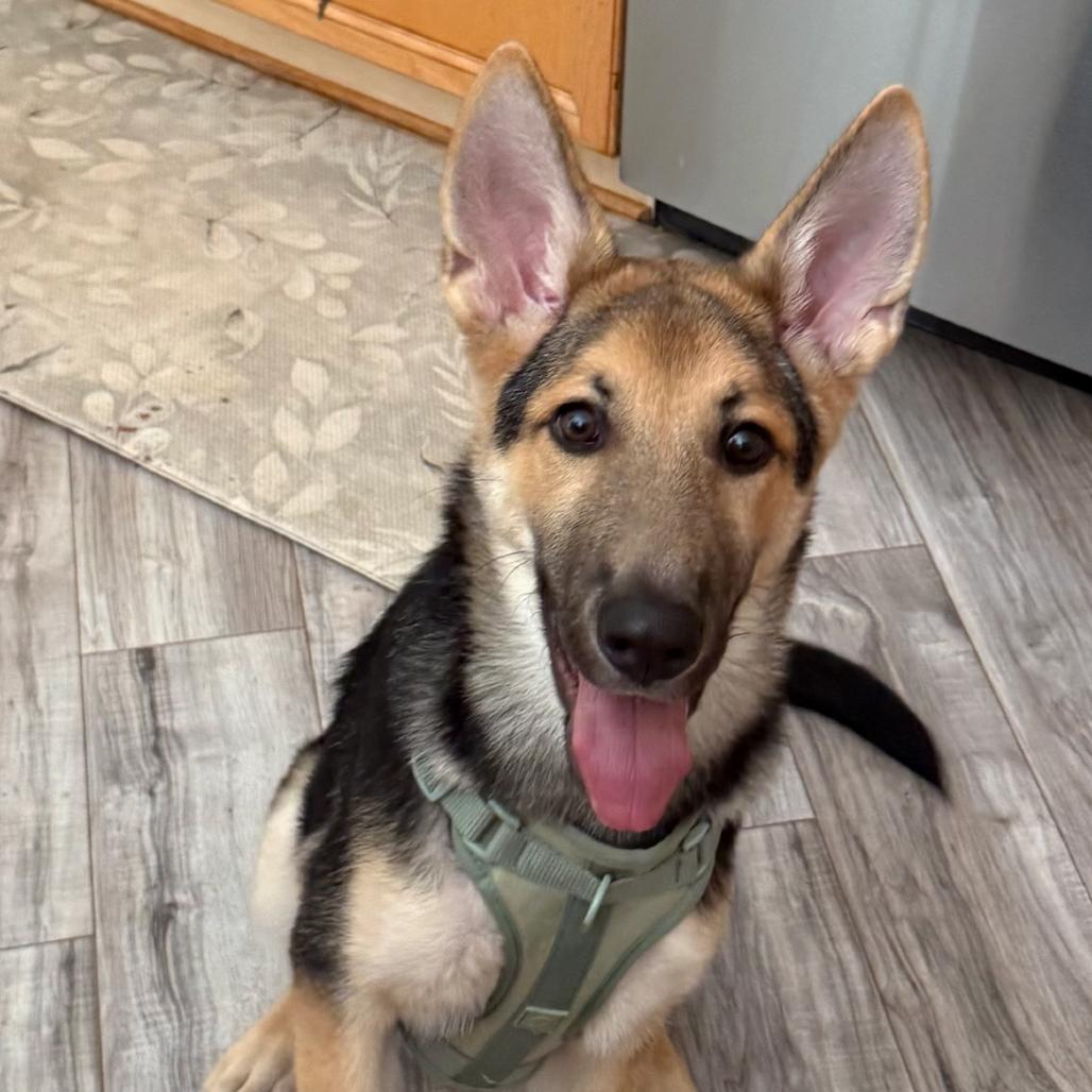 Niko, Adoptable, Puppy Male German Shepherd Dog & German Shepherd Dog.