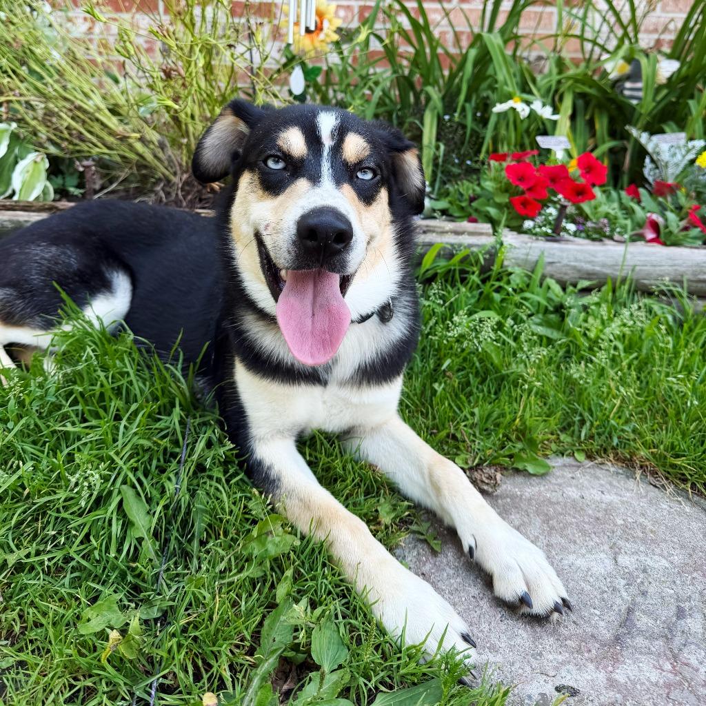 Enlarge Chip, a Adopted mixed breed in Olean, NY image 1/4