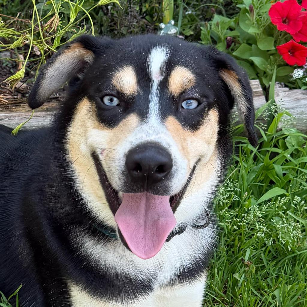 Enlarge Chip, a Adopted mixed breed in Olean, NY image 2/4