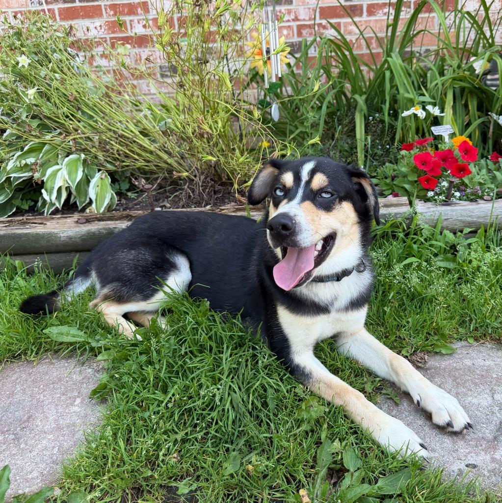 Enlarge Chip, a Adopted mixed breed in Olean, NY image 3/4