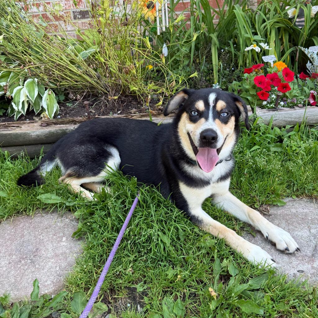 Enlarge Chip, a Adopted mixed breed in Olean, NY image 4/4