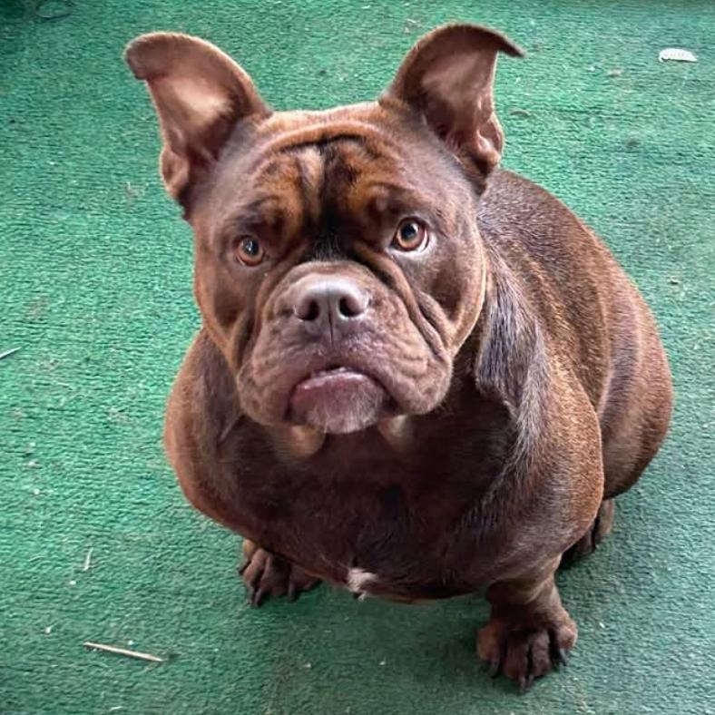 Kenzo, Adoptable, Adult Female English Bulldog & English Bulldog.